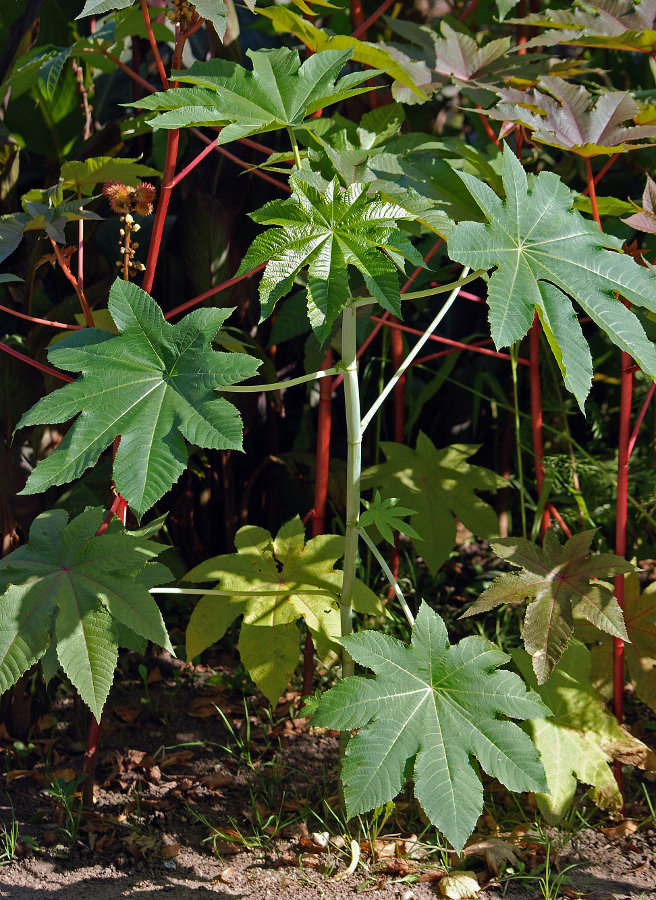 Image of Ricinus communis specimen.