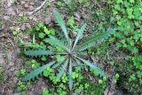 Cirsium palustre