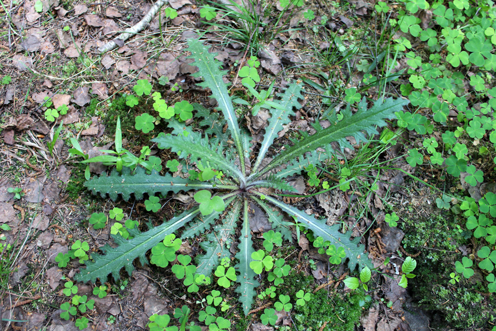 Image of Cirsium palustre specimen.