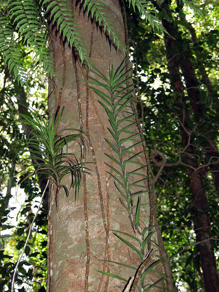Image of Freycinetia excelsa specimen.