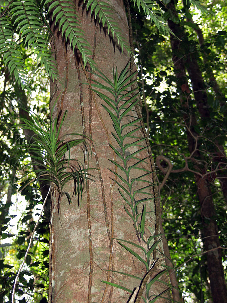 Изображение особи Freycinetia excelsa.