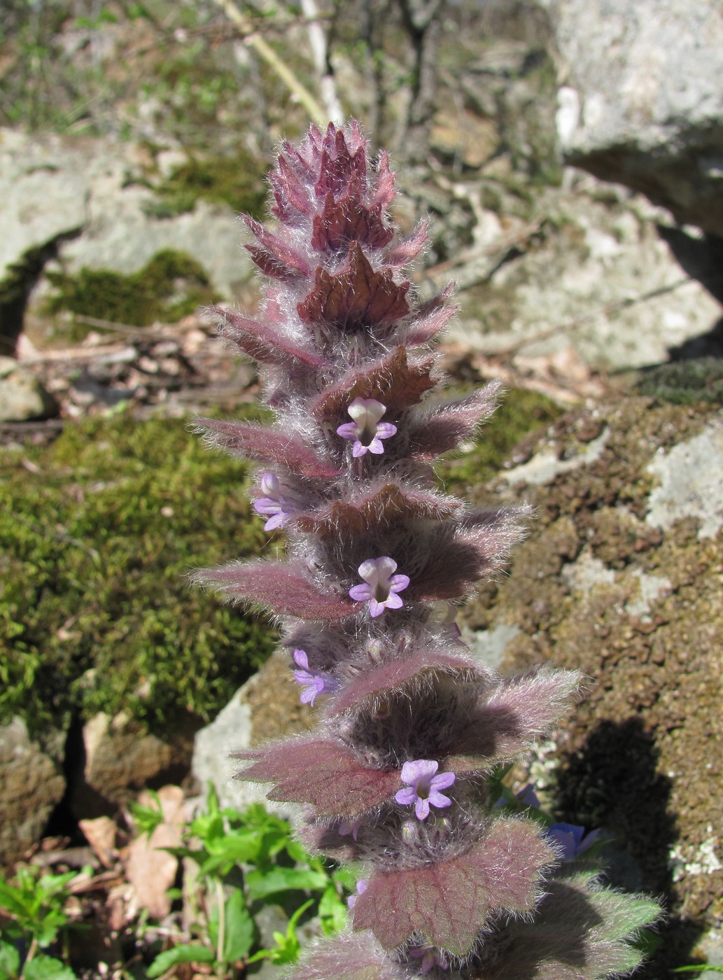 Image of Ajuga orientalis specimen.