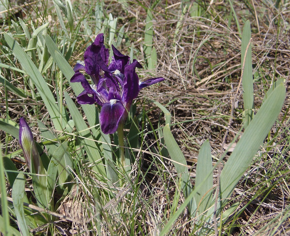 Image of Iris pumila specimen.