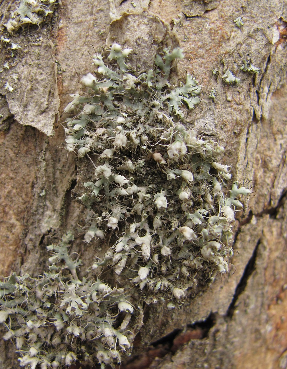 Image of Physcia adscendens specimen.