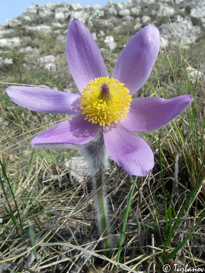 Изображение особи Pulsatilla taurica.