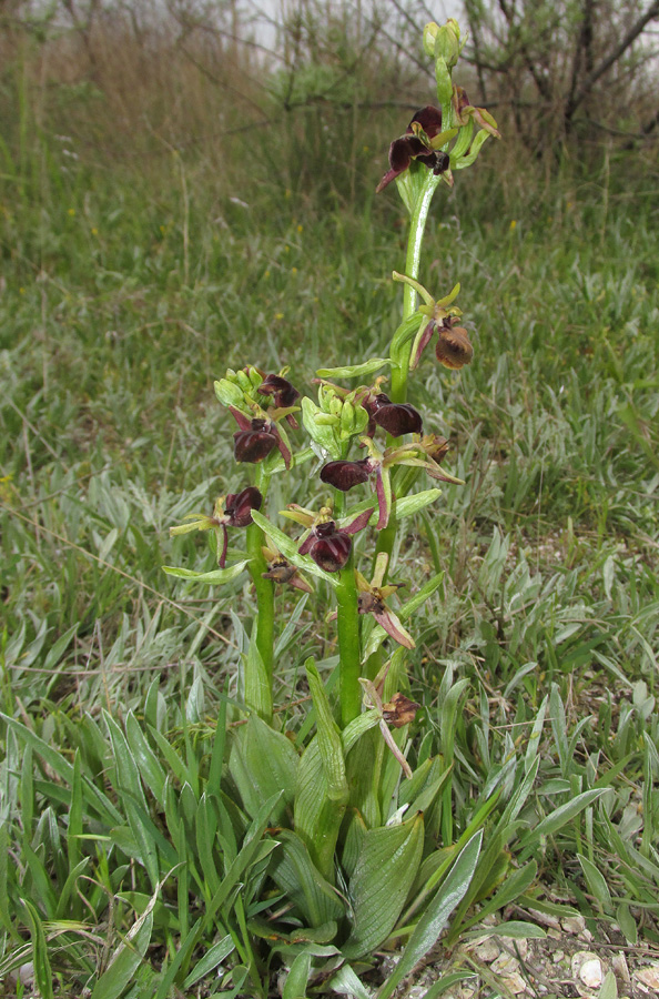 Изображение особи Ophrys mammosa.