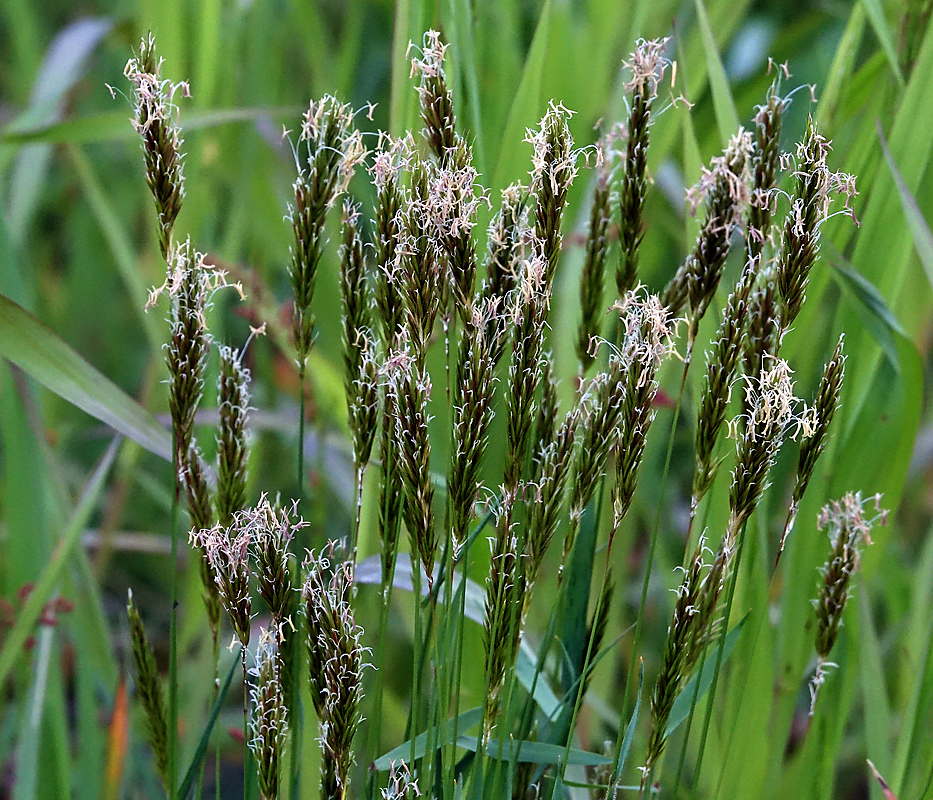 Image of Anthoxanthum odoratum specimen.