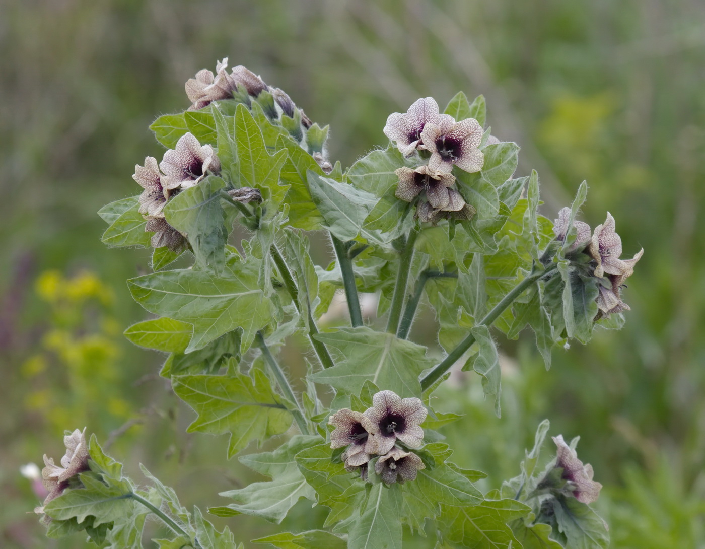 Изображение особи Hyoscyamus niger.