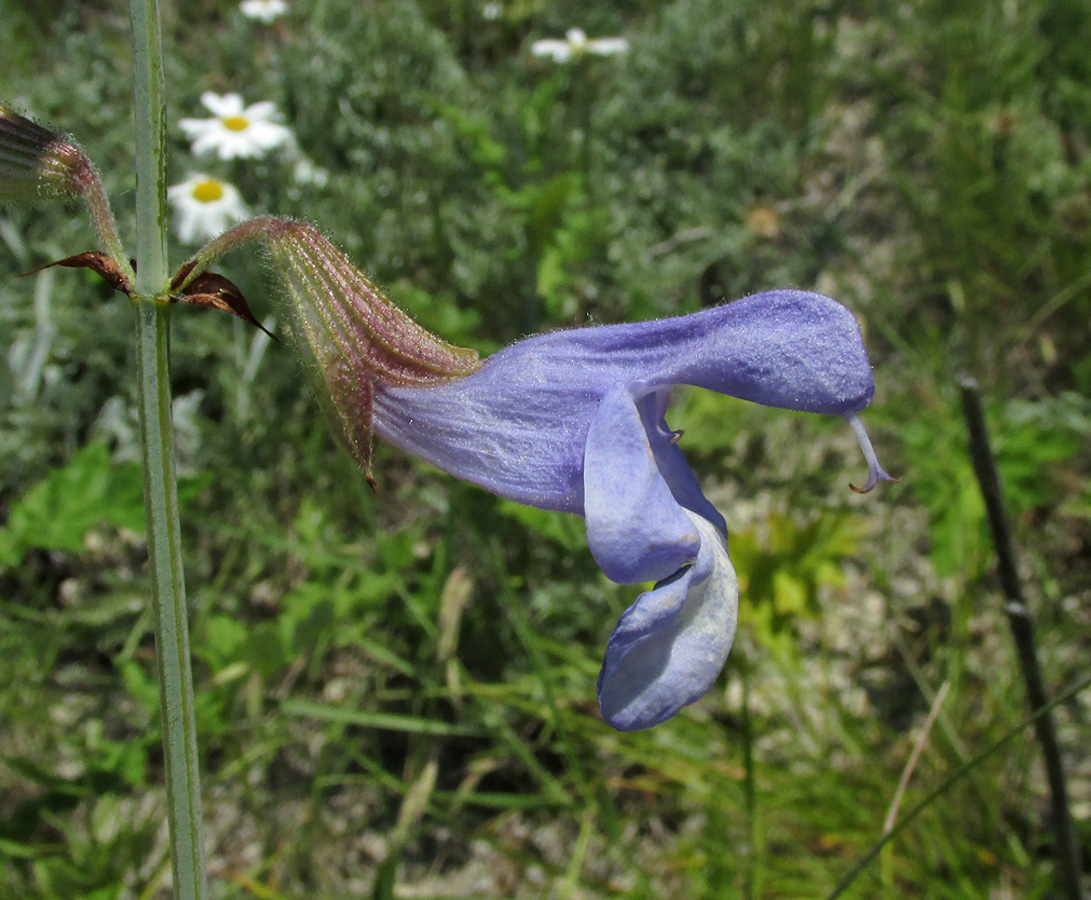 Image of Salvia ringens specimen.