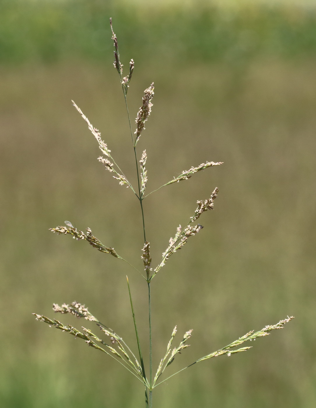 Image of genus Puccinellia specimen.