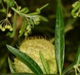 Gomphocarpus physocarpus