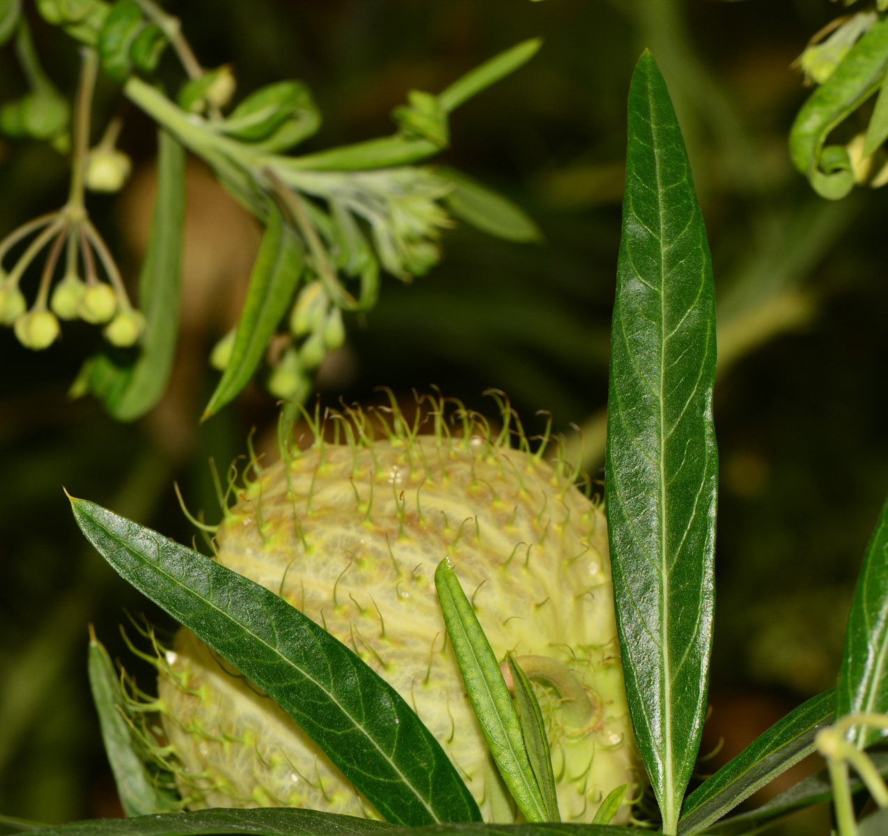 Изображение особи Gomphocarpus physocarpus.