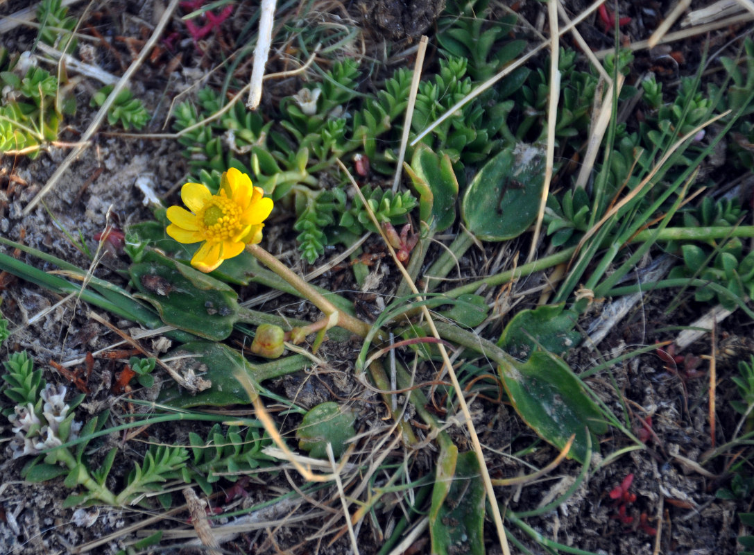 Image of Halerpestes salsuginosa specimen.