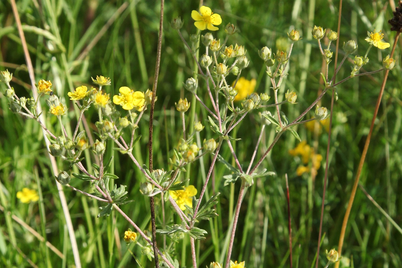 Изображение особи Potentilla argentea.