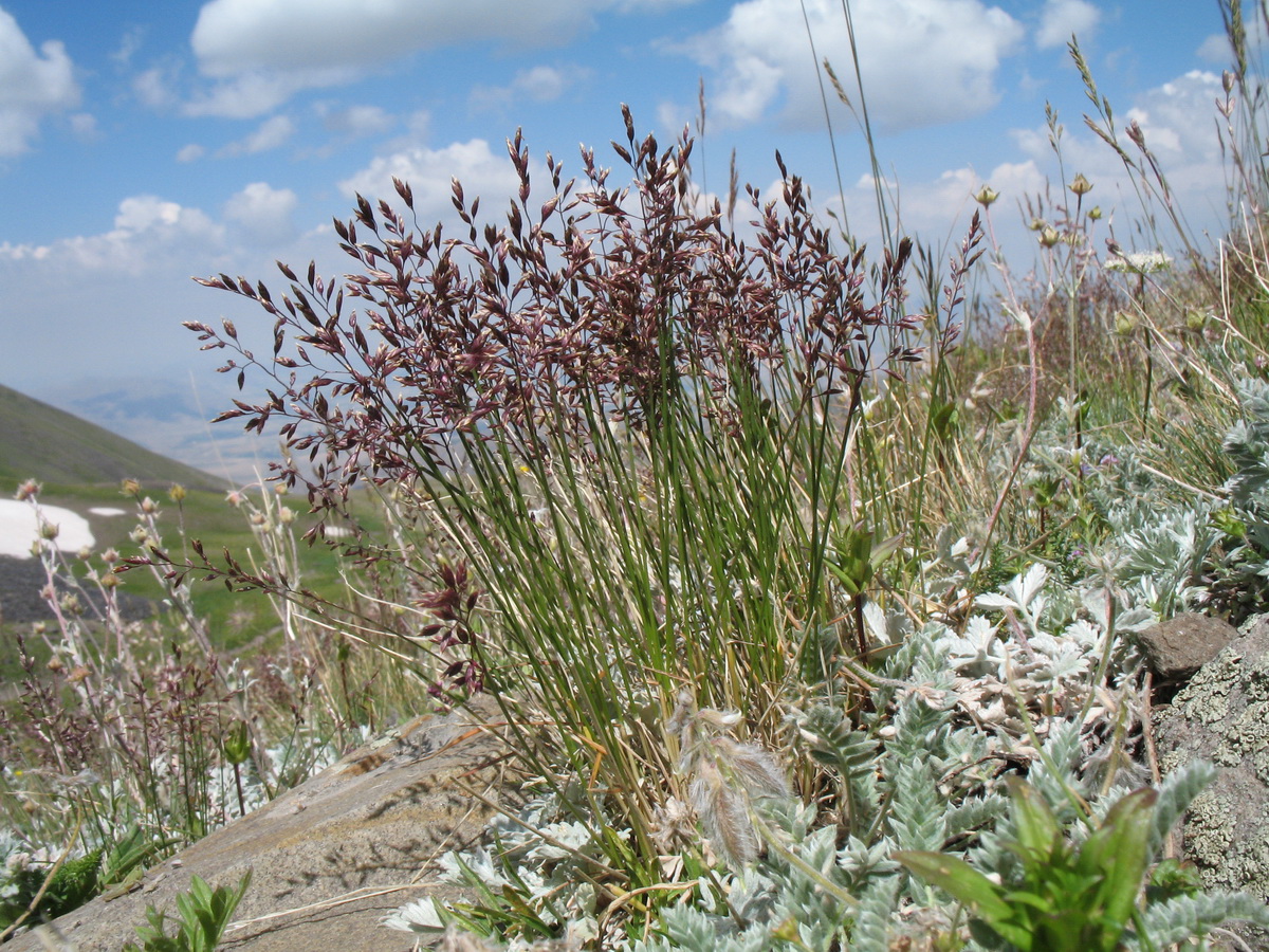 Image of Poa relaxa specimen.