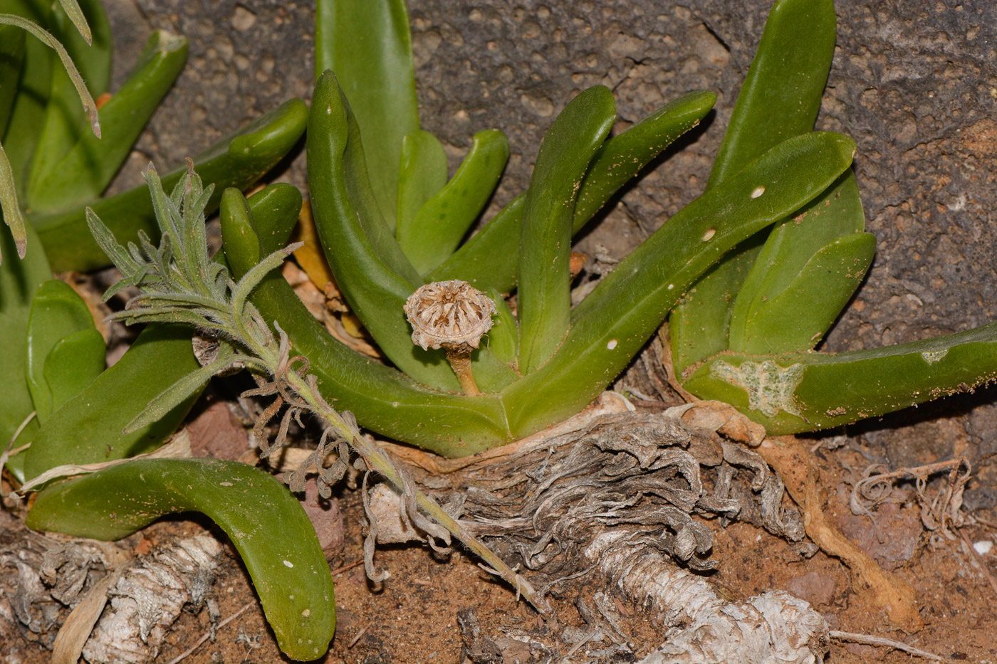 Изображение особи Glottiphyllum linguiforme.