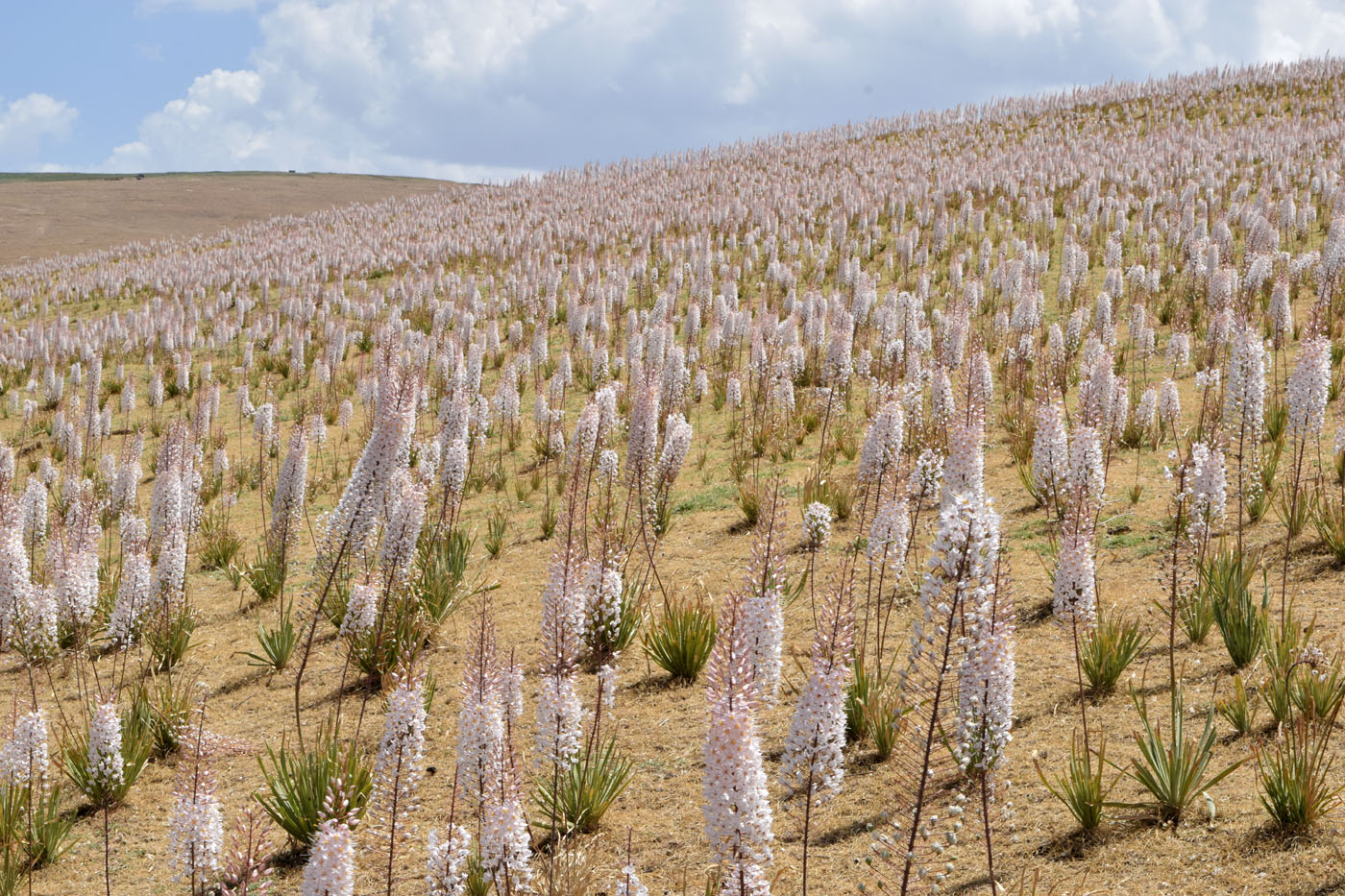 Изображение особи Eremurus olgae.