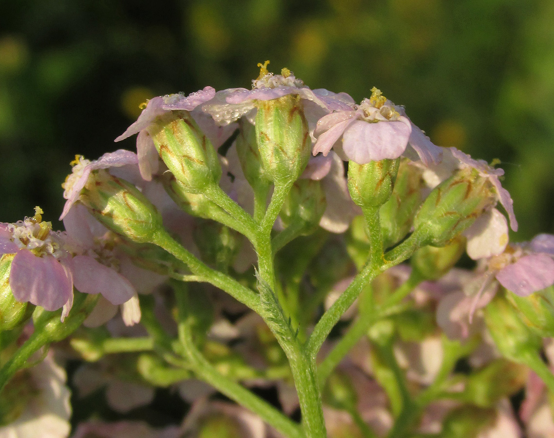 Image of Achillea millefolium specimen.