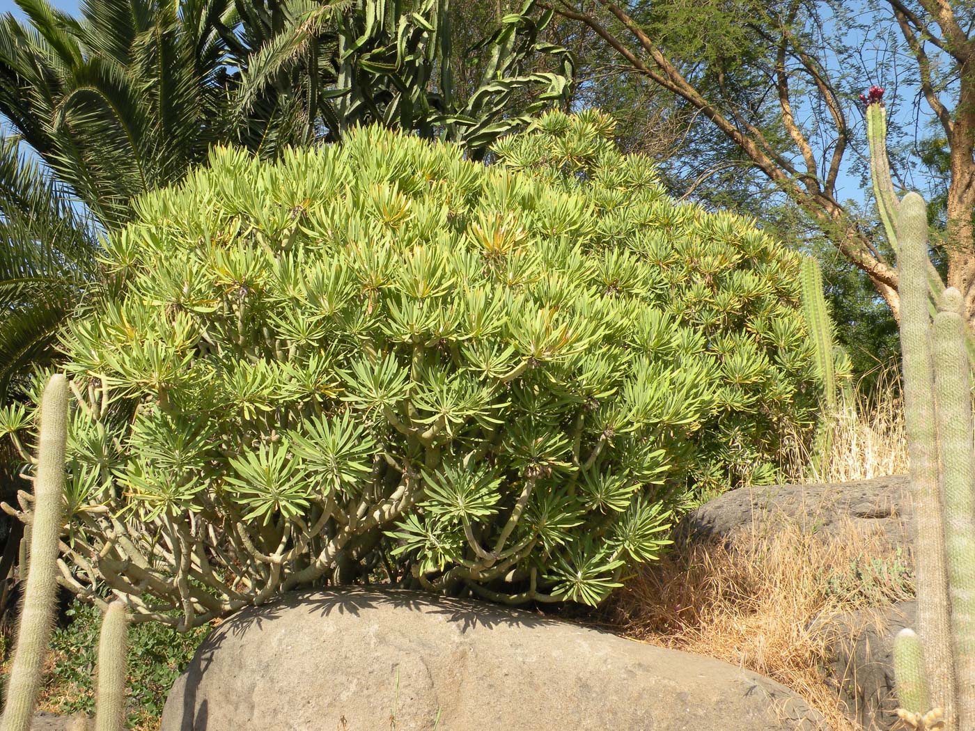 Image of Kleinia neriifolia specimen.