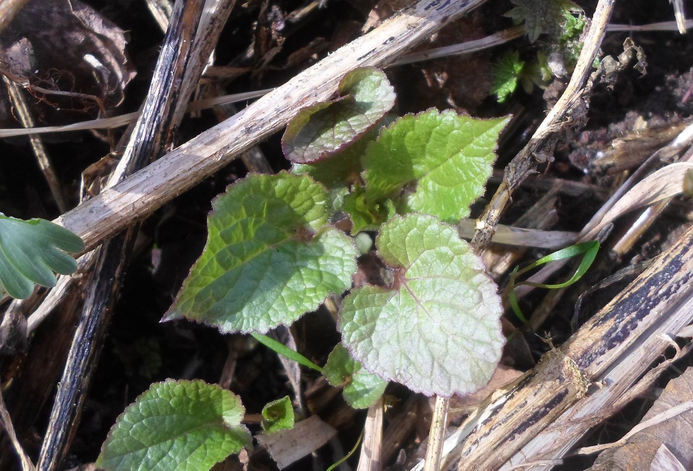 Изображение особи Stachys sylvatica.