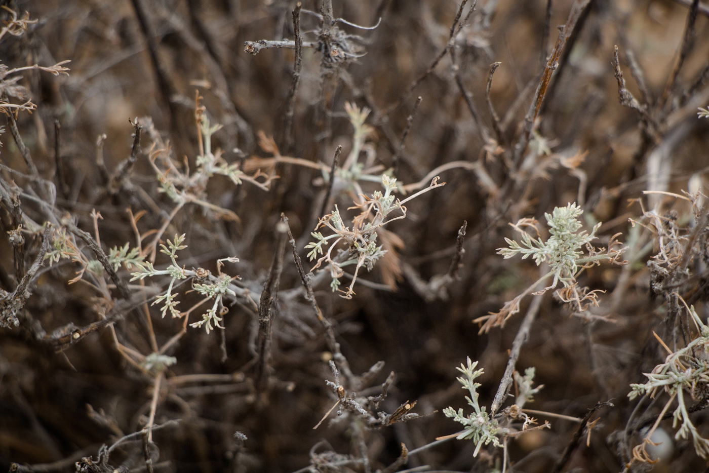 Изображение особи Artemisia terrae-albae.