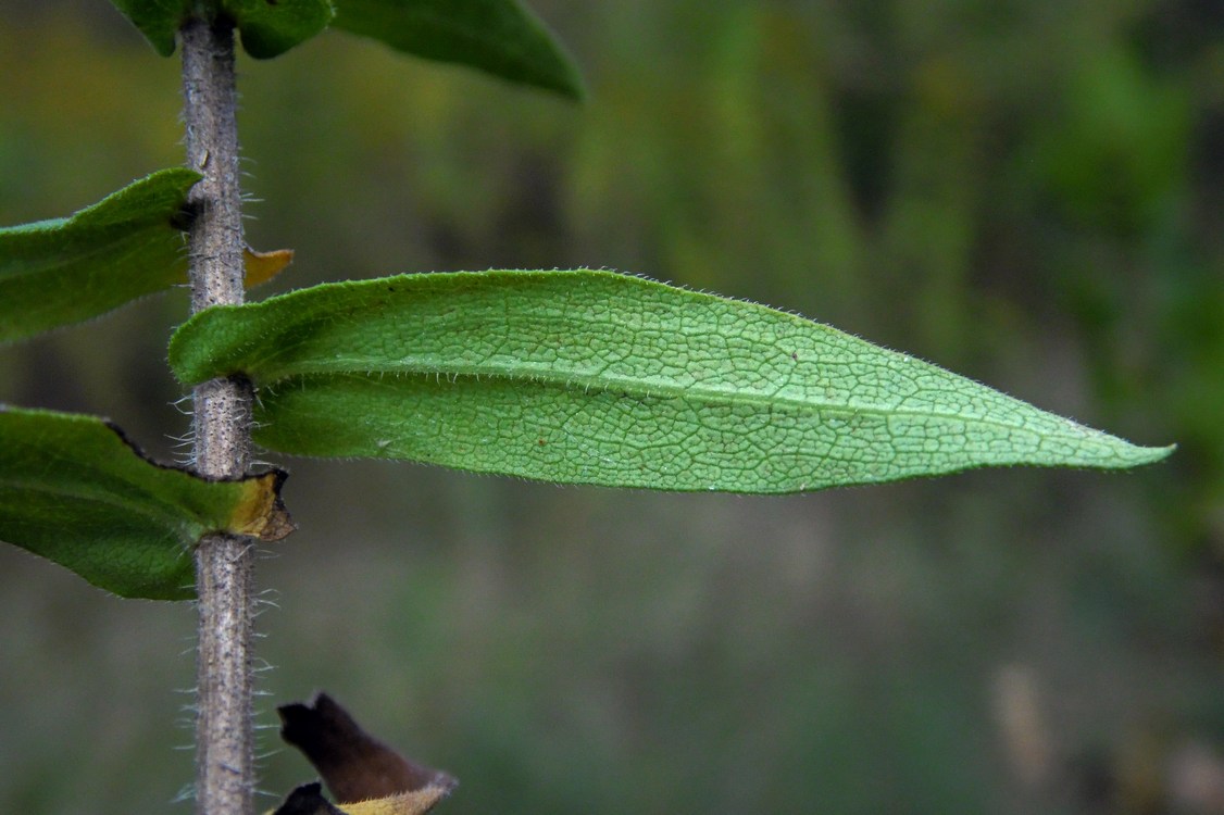 Image of Symphyotrichum novae-angliae specimen.