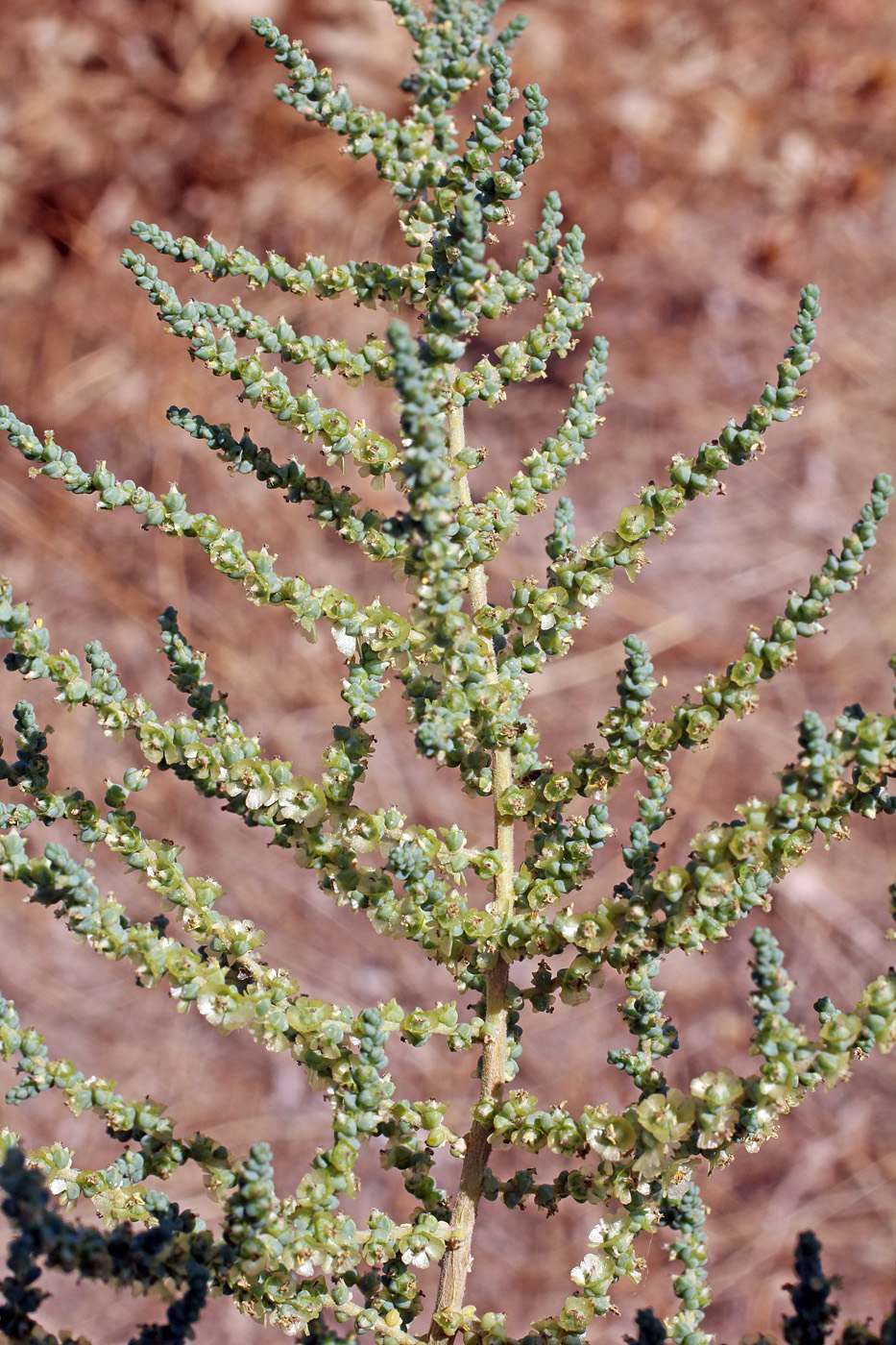 Image of Salsola dendroides specimen.