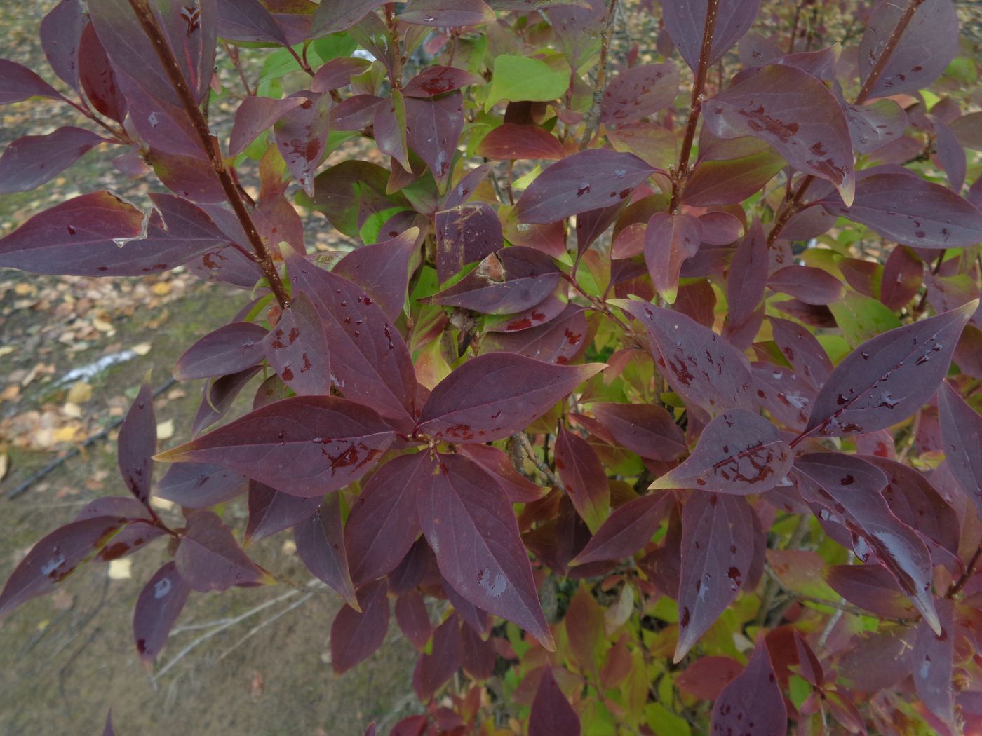 Изображение особи Forsythia ovata.