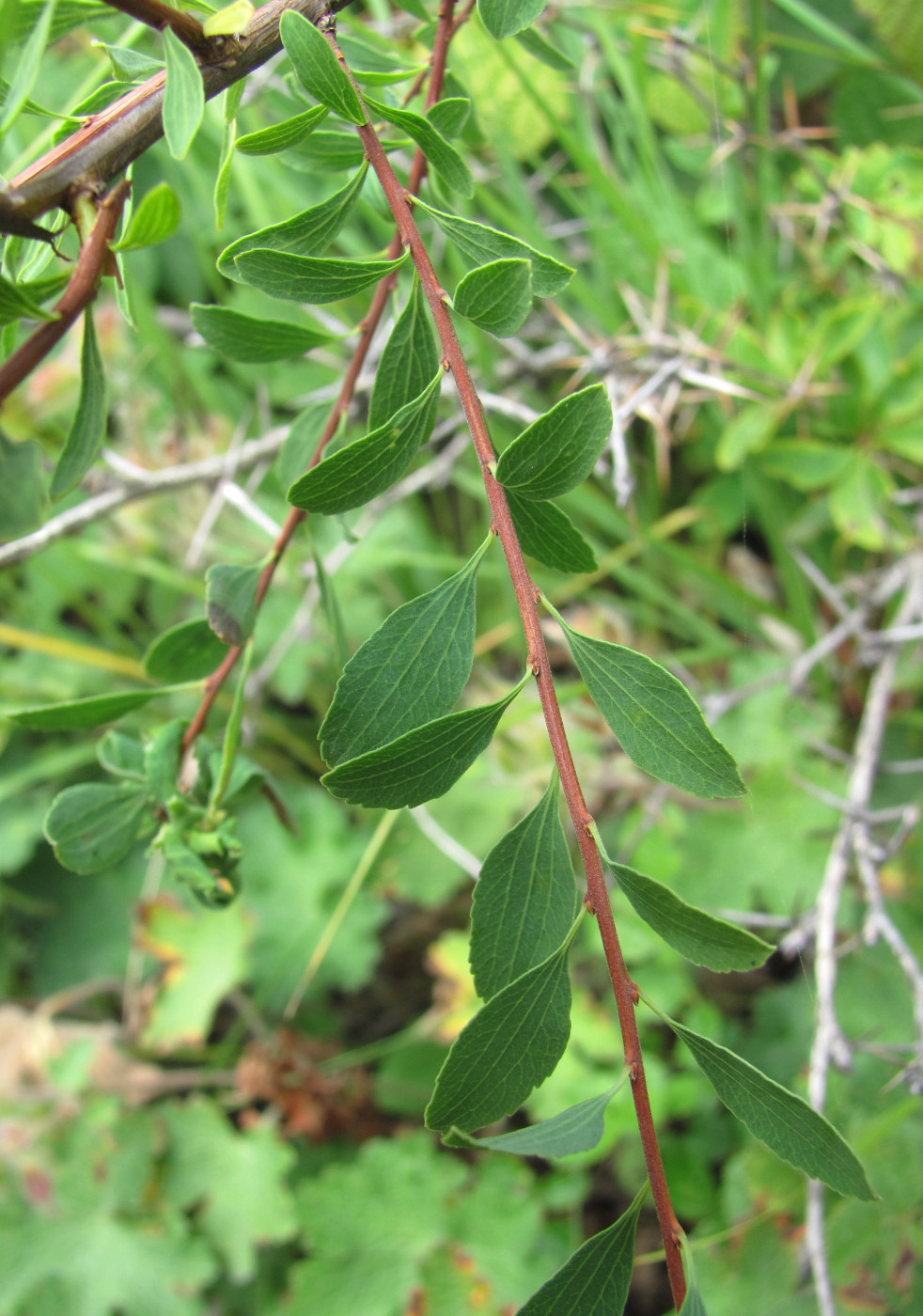 Image of Spiraea crenata specimen.