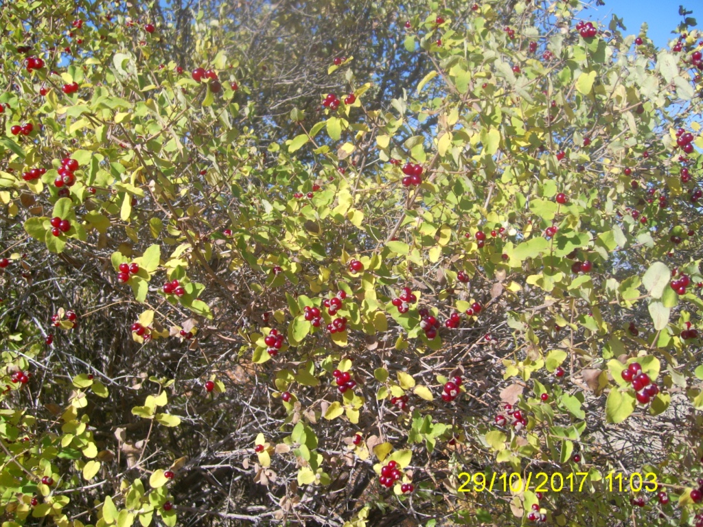 Image of Lonicera iberica specimen.