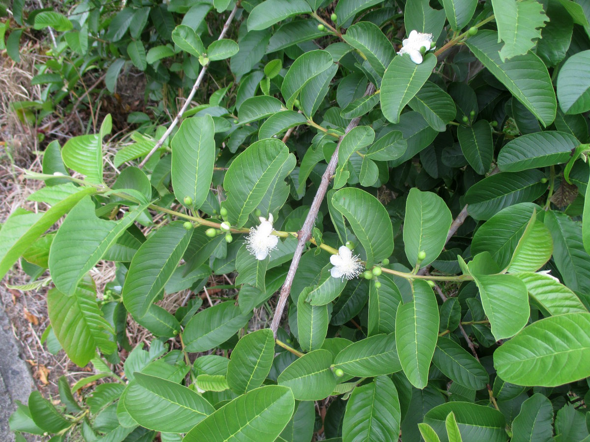 Image of Psidium guajava specimen.