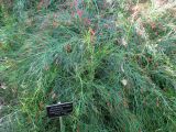Russelia equisetiformis