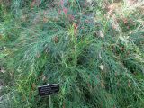 Russelia equisetiformis. Часть цветущего растения. Австралия, г. Брисбен, ботанический сад. 12.07.2015.