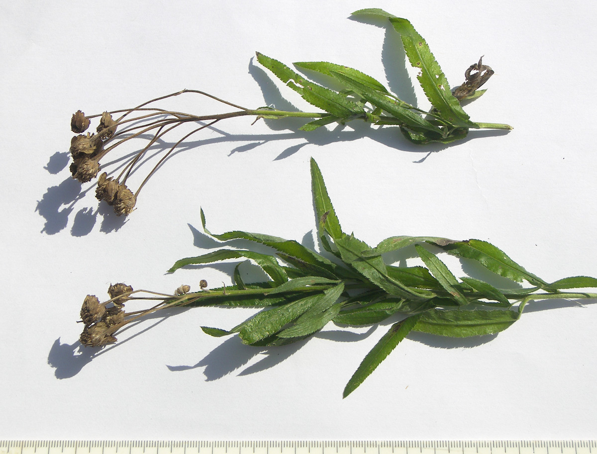 Image of Achillea biserrata specimen.