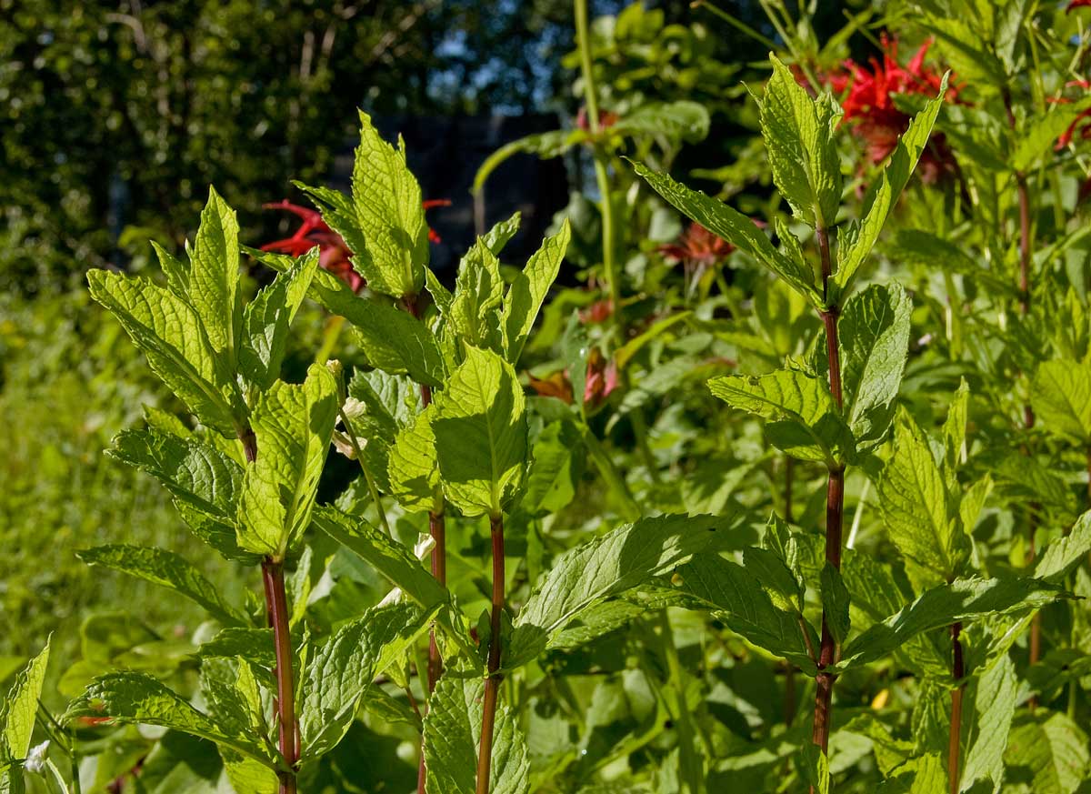 Image of Mentha spicata specimen.