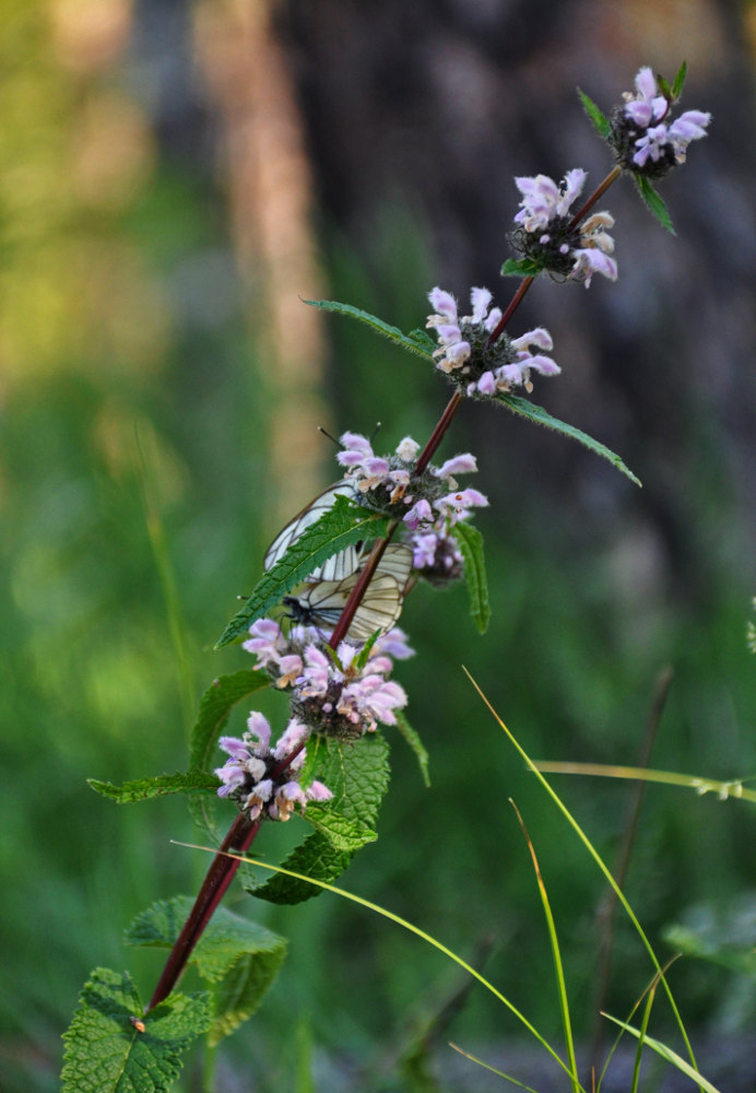 Image of Phlomoides tuberosa specimen.