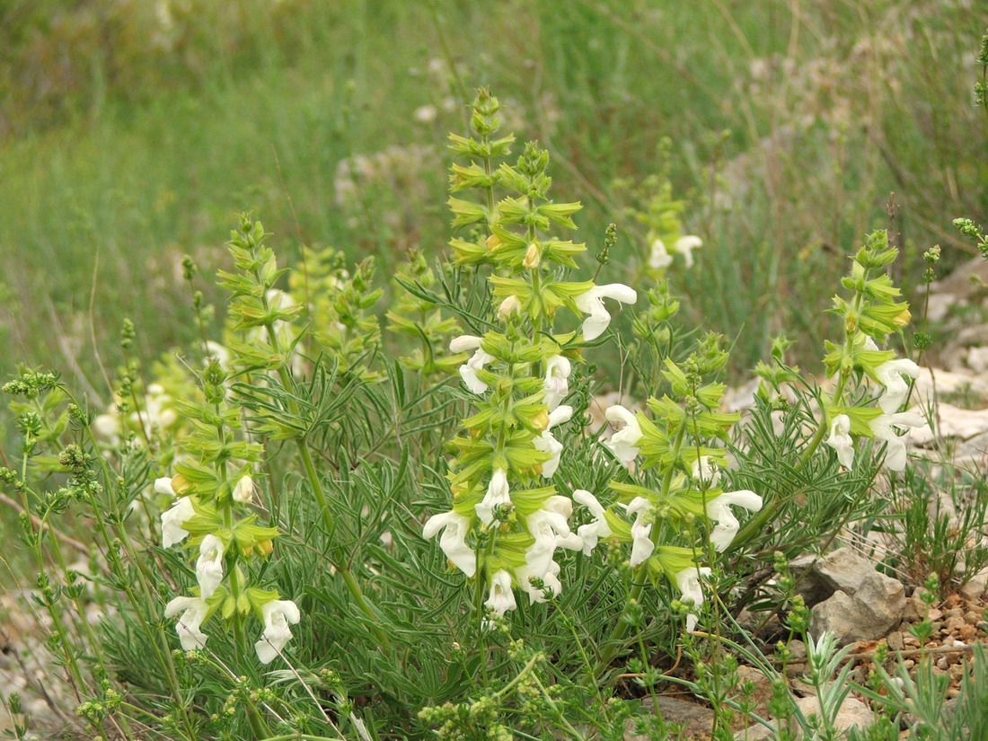 Image of Salvia scabiosifolia specimen.