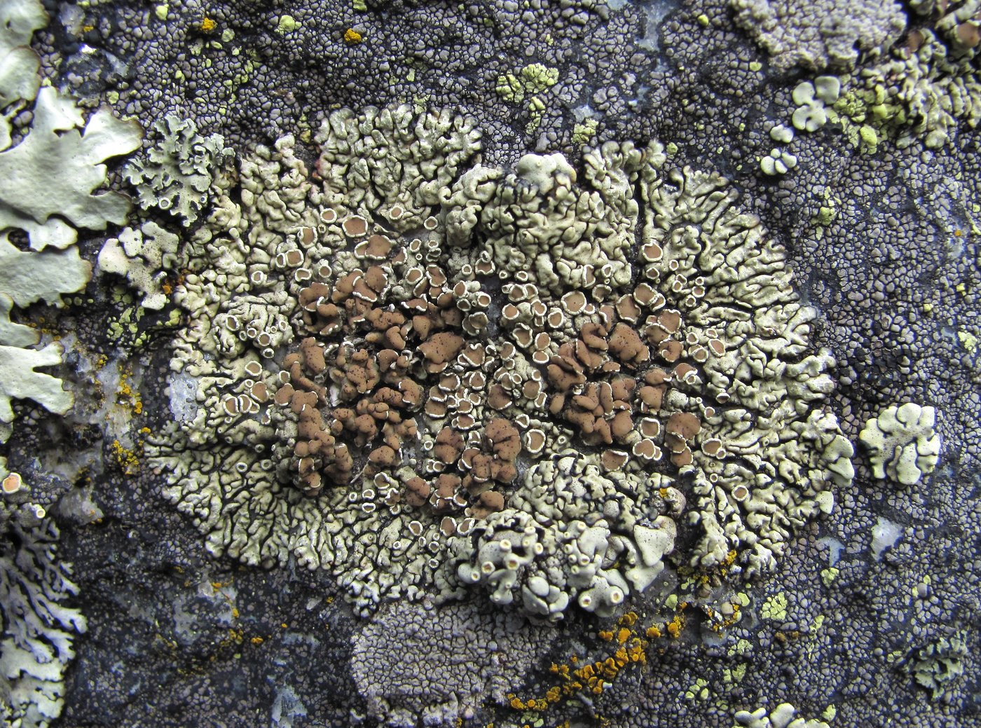 Изображение особи Lecanora muralis.