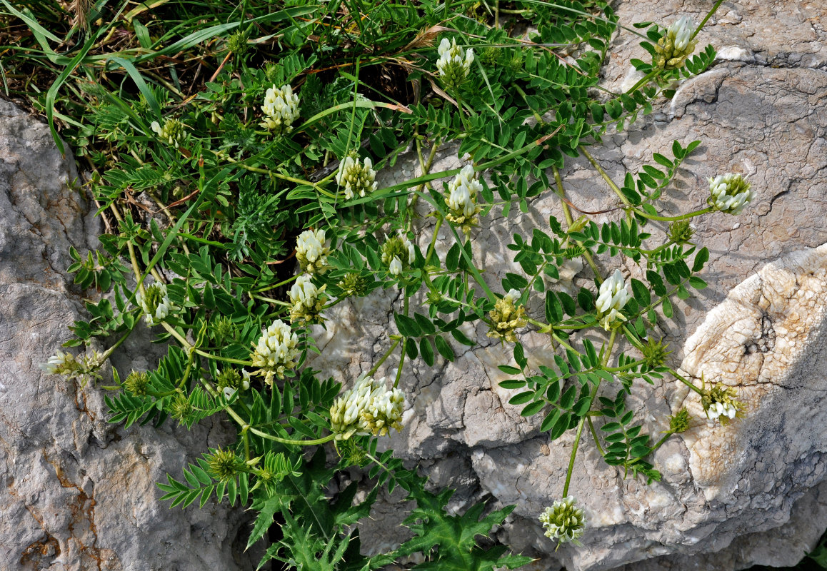 Изображение особи Astragalus freynii.