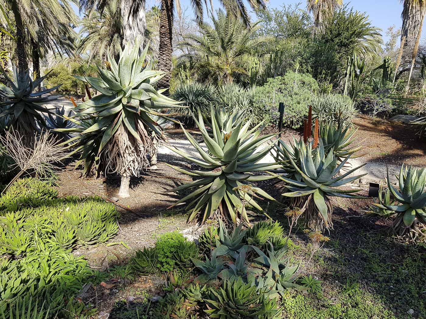 Image of Aloe marlothii specimen.