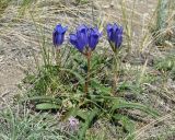 Gentiana decumbens