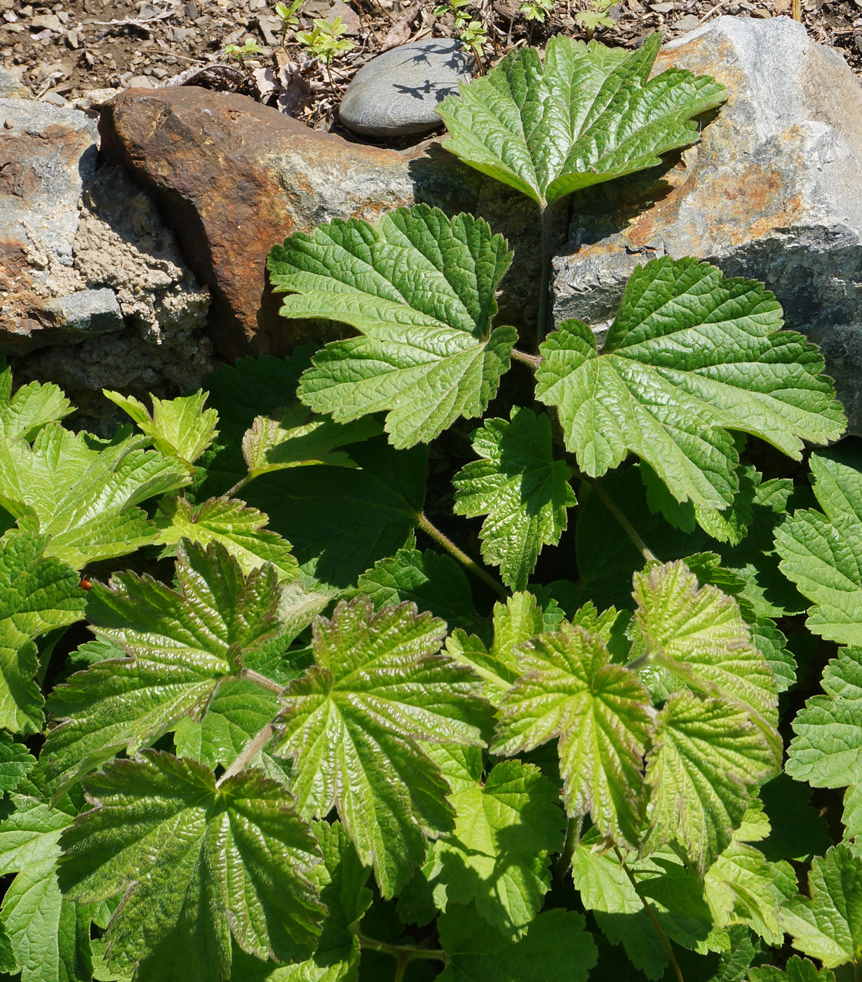 Изображение особи Anemone hupehensis.