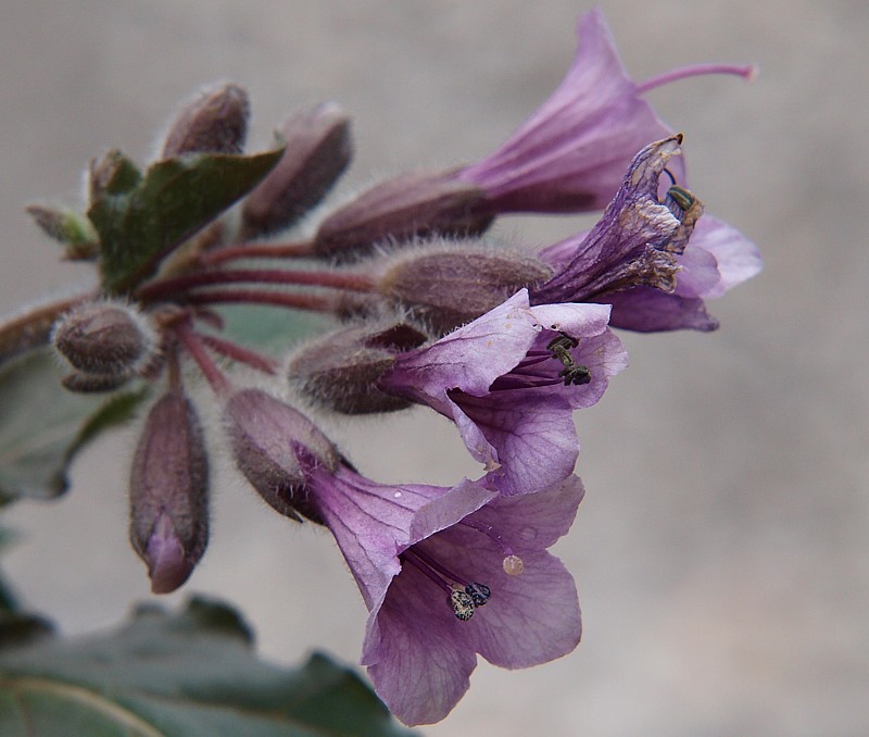 Image of Physochlaina orientalis specimen.