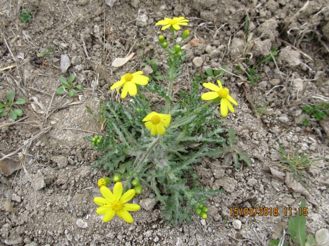 Изображение особи Senecio vernalis.