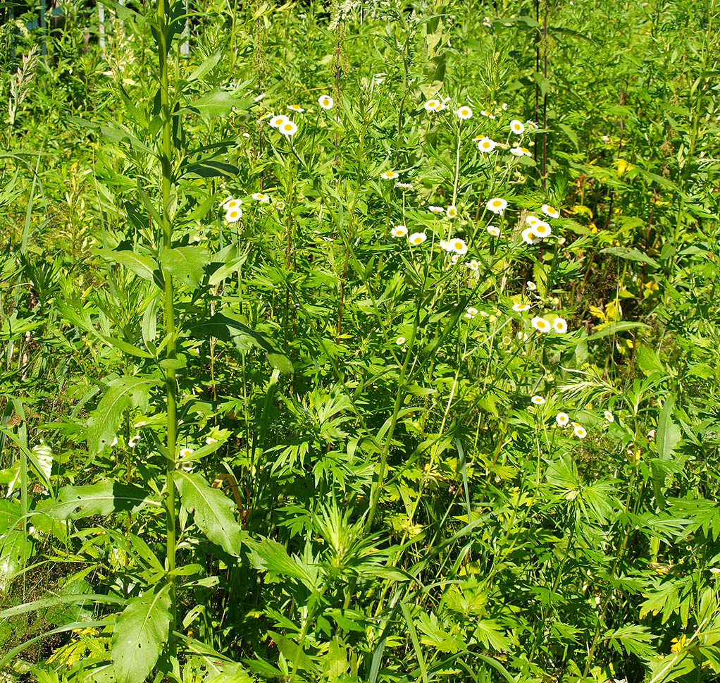 Изображение особи Erigeron strigosus.