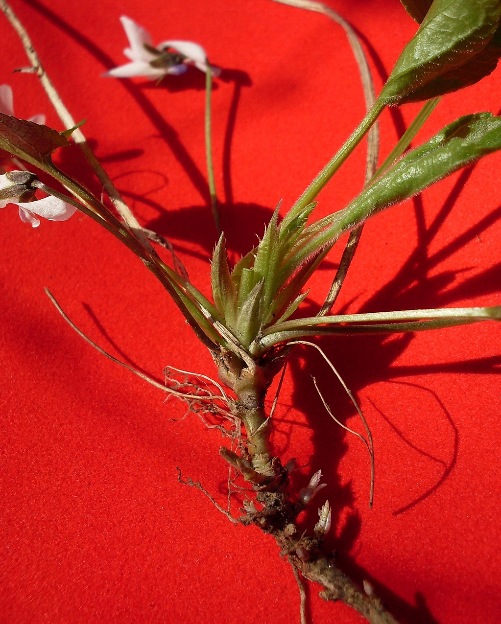 Image of Viola suavis specimen.