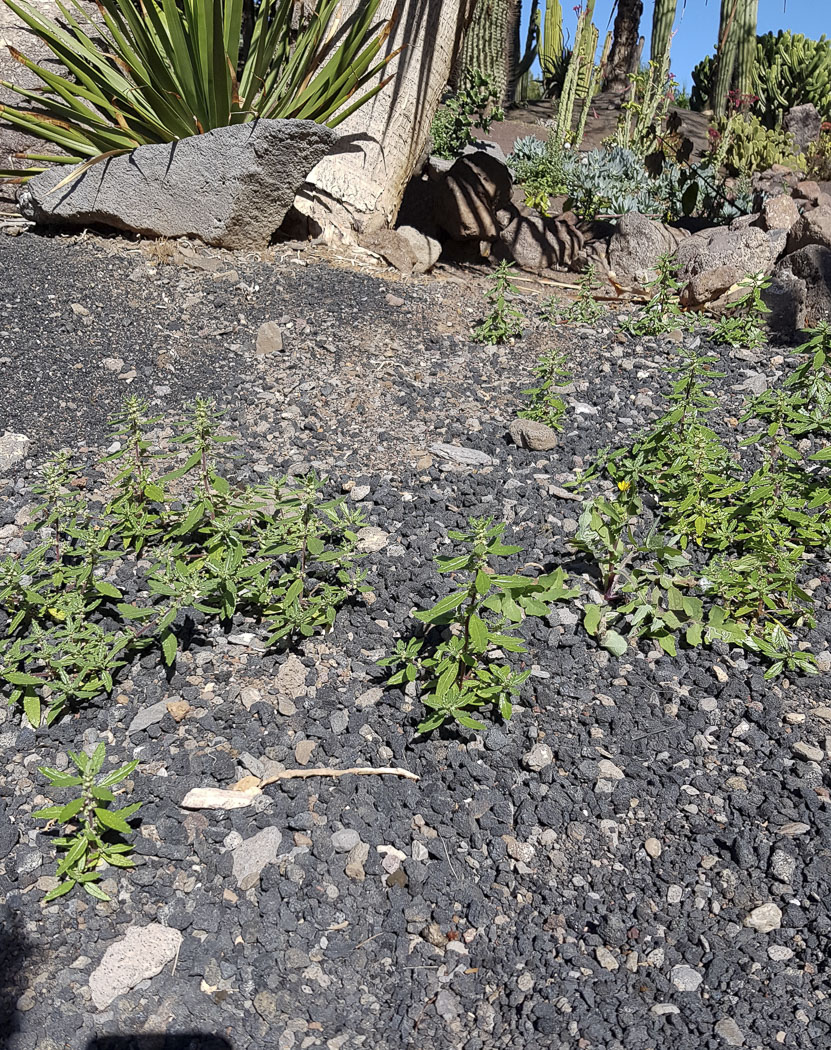 Image of Forsskaolea angustifolia specimen.