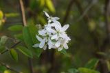 род Amelanchier