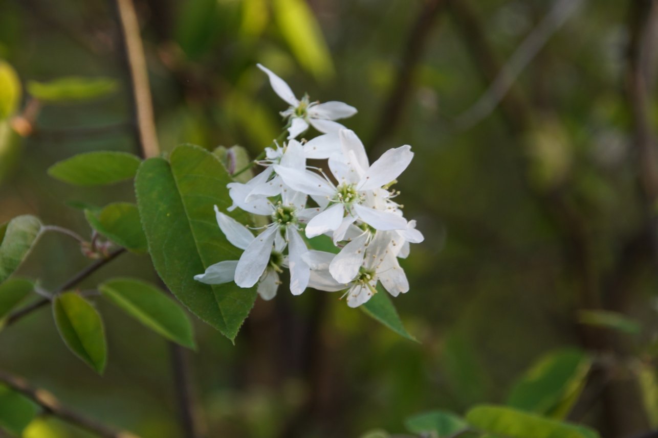 Изображение особи род Amelanchier.