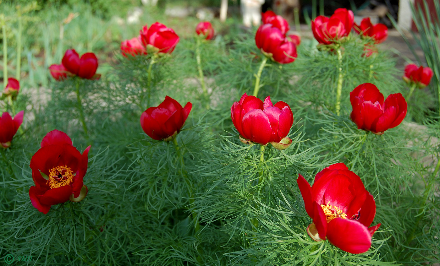 Image of Paeonia tenuifolia specimen.